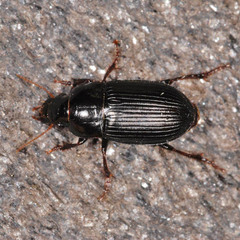 Harpalus froelichii