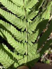 Pelazoneuron kunthii