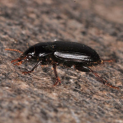 Harpalus froelichii
