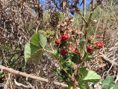 Rubus affinis