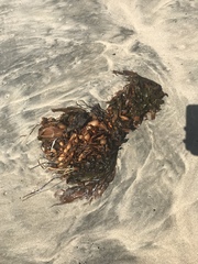 Macrocystis pyrifera