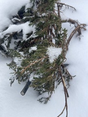 Juniperus communis