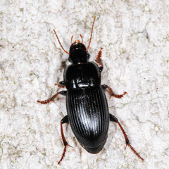 Harpalus tardus