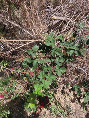 Rubus affinis