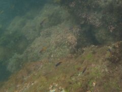 Chromis punctipinnis