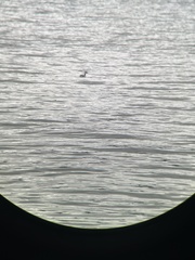 Podiceps auritus