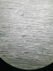 Podiceps auritus