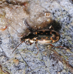 Bembidion varium