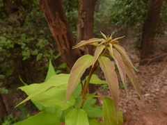 Mallotus philippensis
