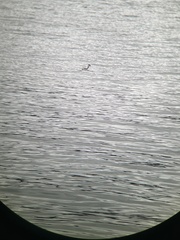 Podiceps auritus