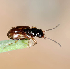 Bembidion octomaculatum