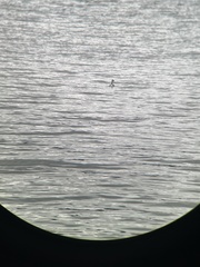 Podiceps auritus