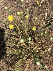 Grindelia hallii