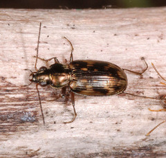 Bembidion varium