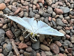 Palpita flegia
