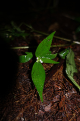 Ichthyothere granvillei