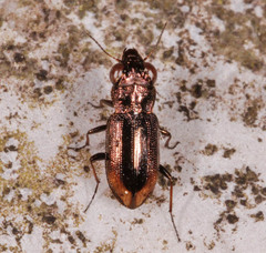 Notiophilus biguttatus