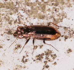 Notiophilus biguttatus