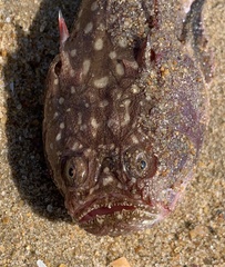 Uranoscopus guttatus