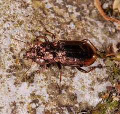 Notiophilus biguttatus