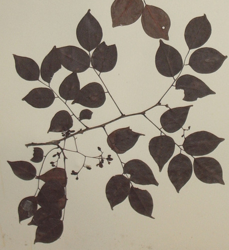 Dalbergia glaberrima subsp. ankaranensis image