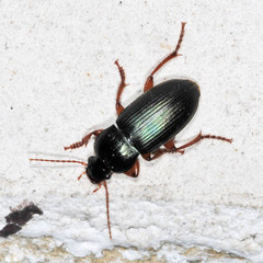 Ophonus laticollis