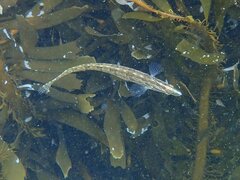 Heterostichus rostratus