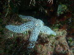 Pisaster giganteus