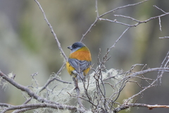 Phrygilus patagonicus