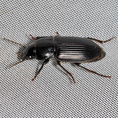 Harpalus calceatus