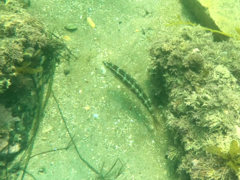 Halichoeres semicinctus