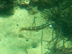 Halichoeres semicinctus