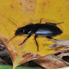 Harpalus calceatus