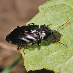 Harpalus calceatus
