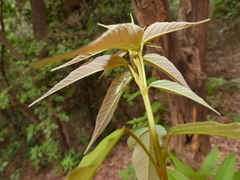 Mallotus philippensis