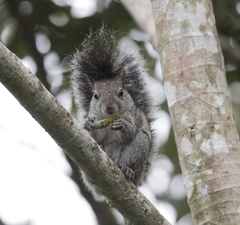 Sciurus yucatanensis