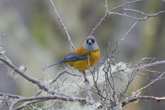 Phrygilus patagonicus