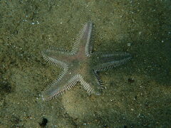Astropecten armatus