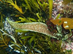 Chondracanthus spinosus