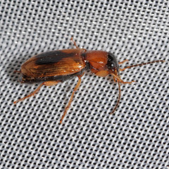 Stenolophus discophorus
