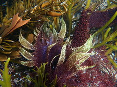 Chondracanthus spinosus