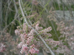 Tamarix tetrandra