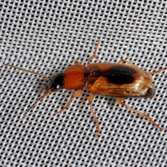 Stenolophus discophorus