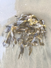 Macrocystis pyrifera