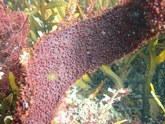 Chondracanthus spinosus