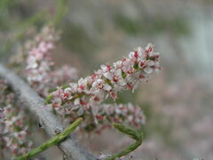 Tamarix tetrandra