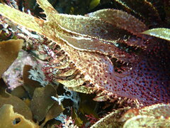 Chondracanthus spinosus