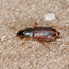 Stenolophus mixtus