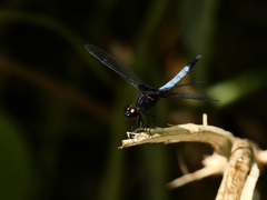 Erythrodiplax unimaculata