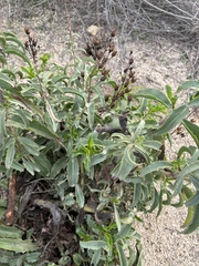 Penstemon spectabilis